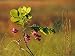 Flowers and Leaves of a Dwarf Locust Tree Photographic Poster Print by Raymond Gehman, 12x16