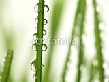 Wallmonkeys Peel and Stick Wall Decals - Close-up of Fresh Green Straws with Water Drops - 24