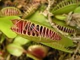 Venus Flytrap Carnivorous Plant 3 Inch Pot