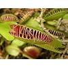 Venus Flytrap Carnivorous Plant 3 Inch Pot