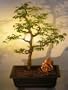 Bonsai Boy's Flowering Brazilian Raintree Bonsai Tree pithecellobium tortum