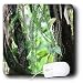 Albom Design Close Up - Inside a Rainforest Tropical Queensland Australia - Mouse Pads