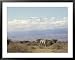 Amboseli Game Reserve and Mount Kilimanjaro, Kenya, East Africa, Africa Animals Framed Art Poster Print by Storm Stanley, 39x31