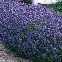 4 Munstead Lavender Plants in 4 Inch Pots