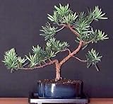Japanese Buddha Pine 10 Seeds - Podocarpus - Bonsai