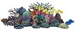 Walls of the Wild Coral