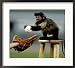 Ayla, a Service Monkey for the Disabled Collections Framed Photographic Poster Print, 26x23