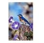 Bluebird and Morning Glories Framed Print from Danny O'Driscoll