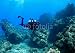 Wallmonkeys Peel and Stick Wall Decals - Diver Swimming through Reef in Maui Hawaii - Removable Graphic