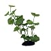 Hydrocotyle (Water Pennywort) Plant Aquarium Decor