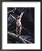 Young Proboscis Monkey Reaching for a Tree Branch in a Zoo Enclosure, Bronx Zoo, New York Animals Framed Art Poster Print by Ira Block, 18x22