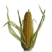 Corn Cob - 24