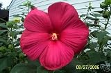 25 GRENACHE VINTAGE Hot PINK HARDY HIBISCUS Hibiscus Moscheutos Flower Seeds