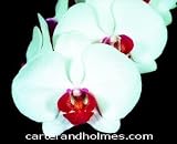 Dtps. Achy Breaky Heart 'Mendenhall' X self