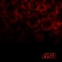 Blood