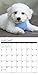 2016 Just Bichons Frises Wall Calendar