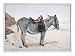 Studies of Animals Art Giclee Poster Print by Stephen Briggs Carlil, 24x18