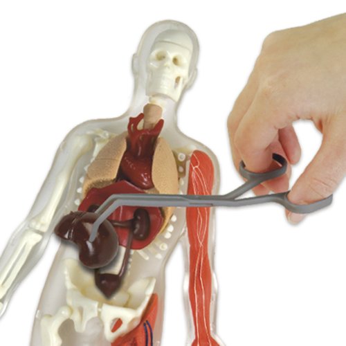 Smart Lab Squishy You Explore It Human Body