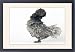 Framed Prints of Domestic CHICKEN - hen. ?Blue curled Padoue? race from Ardea Wildlife Pets