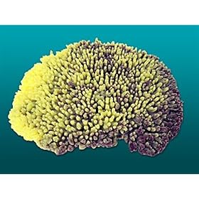 Nature's Image Artificial Corals: Large Table Acropora Yellow Purple by Nature's Image