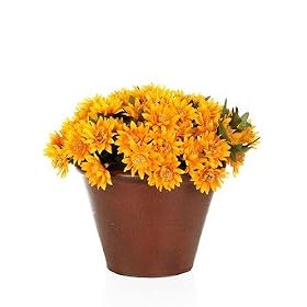 Aster Mum Arrangement in Garden Planter Pot