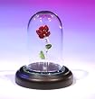CRYSTAL WORLD "Enchanted Rose"