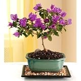 M&M BONSAI BOUGAINVILLEA