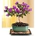 M&M BONSAI BOUGAINVILLEA