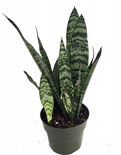 Zeylanica Snake Plant, Mother-In-Law's Tongue - Sanseveria - 6 Zeylanica Snake Plant, Mother-In-Law's Tongue - Sanseveria - 6
