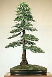Canadian Hemlock 50 Seeds