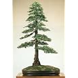 Canadian Hemlock 50 Seeds - Tsuga - Shrub/Tree/Bonsai
