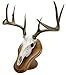 Solid Wood Deluxe Euro Skull Display Kit in Cherry for Table or Wall Mounting