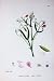 Botany Plants C1902 Hairy Vetchling Lathyrus Hirsutus
