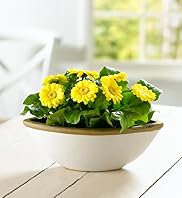 Gerbera Trough