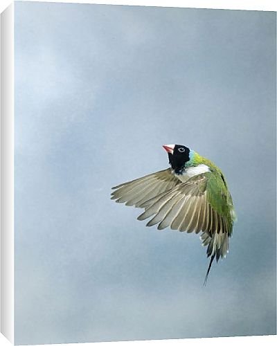 Canvas Prints of Gouldian Finch - In flight side view wings forward from Ardea Wildlife Pets