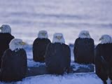 IMAGE OF A Group of Bald Eagles Rest on a Breakwater in Homer Photographic Poster Print by Norbert Rosing, 30x40