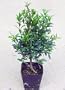 Australian Brush Cherry Bonsai Starter Plant - Eugenia