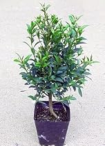 Australian Brush Cherry Bonsai Starter Plant