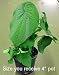 Rare Kava Kava Plant - Piper methysticum - Herbal High