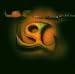 L.s.g.-Black Album