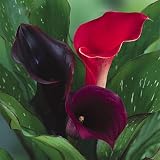 Calla Lily Bulbs Samba Mix