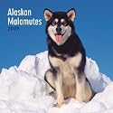 Alaskan Malamutes 2009 Square Wall Calendar (Multilingual Edition)