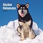 Alaskan Malamutes 2009 Square Wall Calendar (Multilingual Edition)