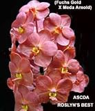 Ascda Roslyn's Best 53POH