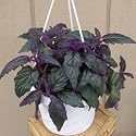 Purple Passion 6" Hanging Basket -EROTIC-Gynura-Indoors