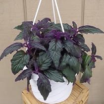 Purple Passion 6" Hanging Basket -EROTIC-Gynura-Indoors