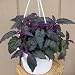Purple Passion 6" Hanging Basket -EROTIC-Gynura-Indoors