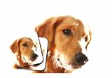 LittleGifts Golden Retriever Mousepad & Coaster Set