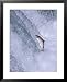 Sockeye Salmon Jump up Brooks Falls on Migration to Spawn in Brooks Lake, Alaska, USA...