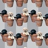 Labrador Puppies Potted Pups Gift Wrap & Tags (2+2)